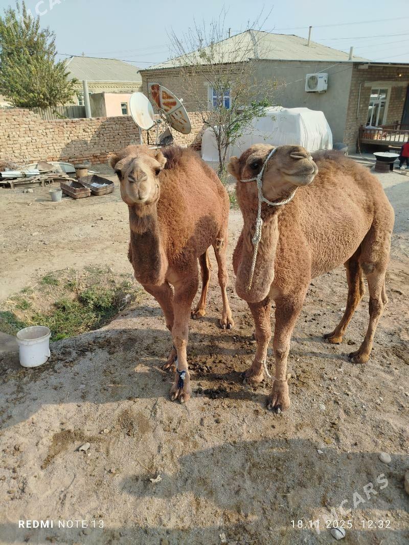 ikiyasar - Бахарден - img 3