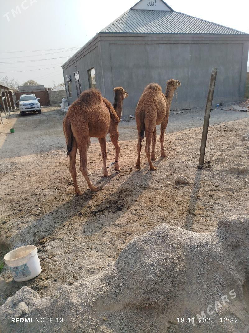 ikiyasar - Бахарден - img 4