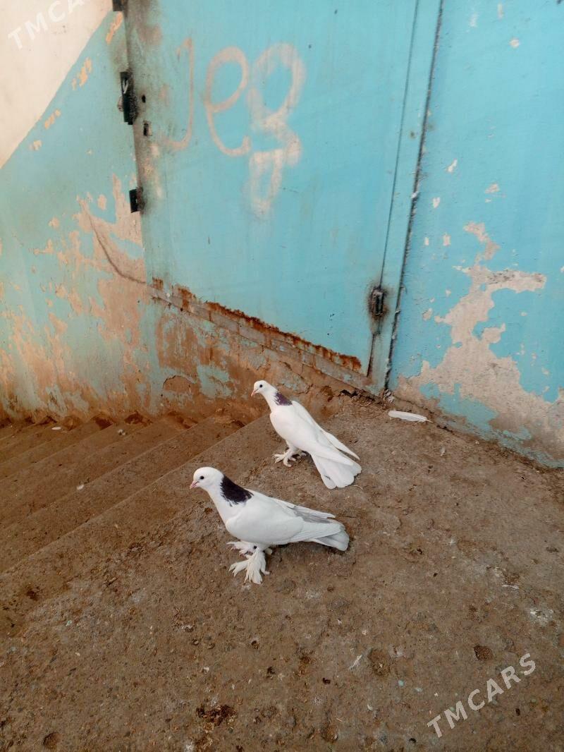 kepderi - Aşgabat - img 2