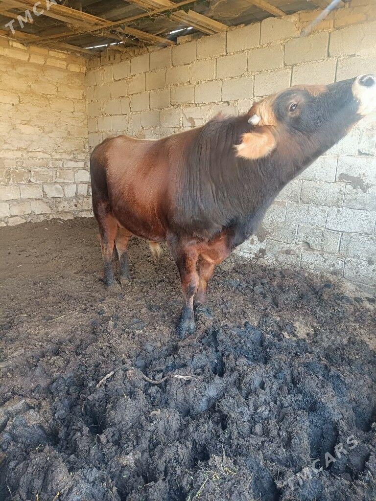 Arassa swes okuz bakylan - Änew - img 2