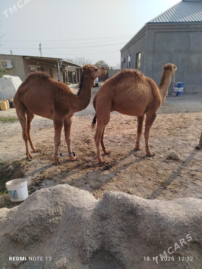 ikiyasar - Бахарден - img 2