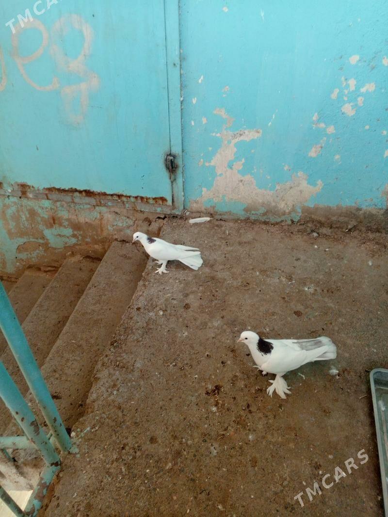 kepderi - Aşgabat - img 4