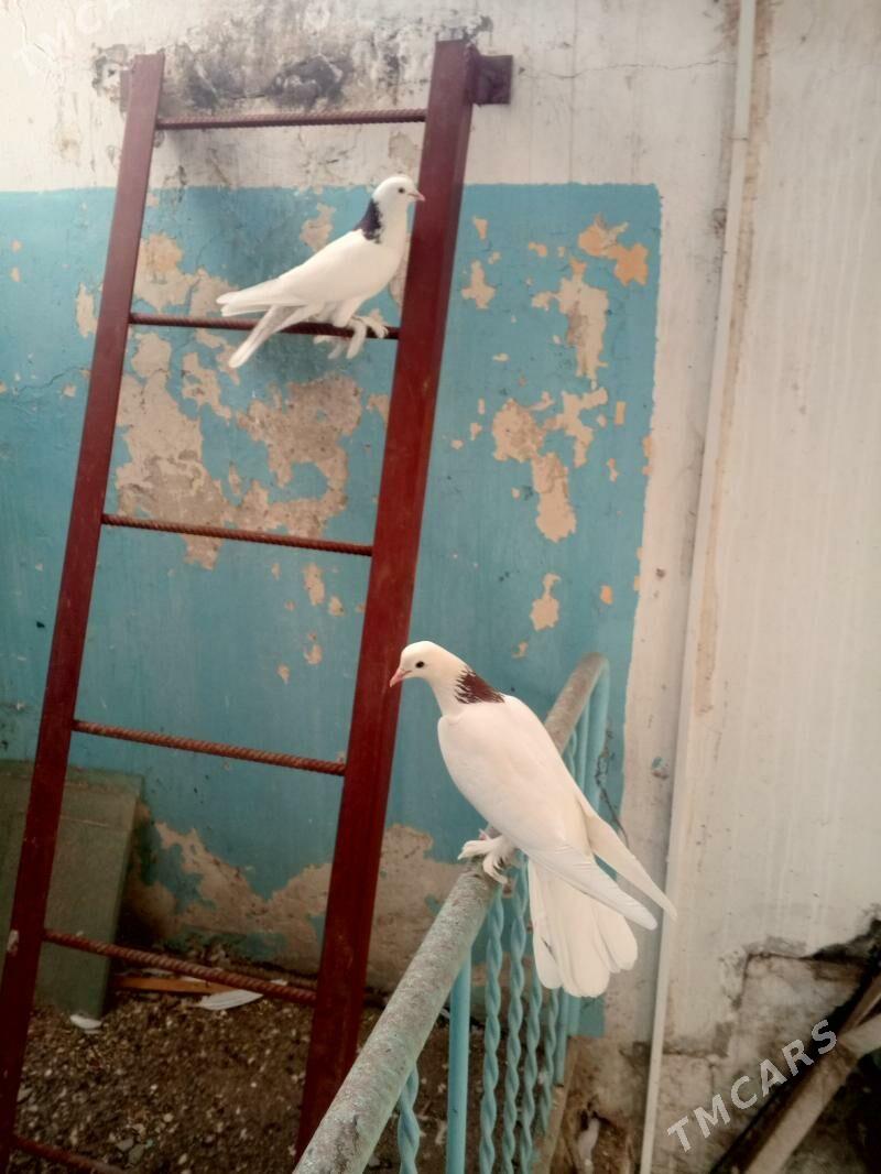 kepderi - Aşgabat - img 5