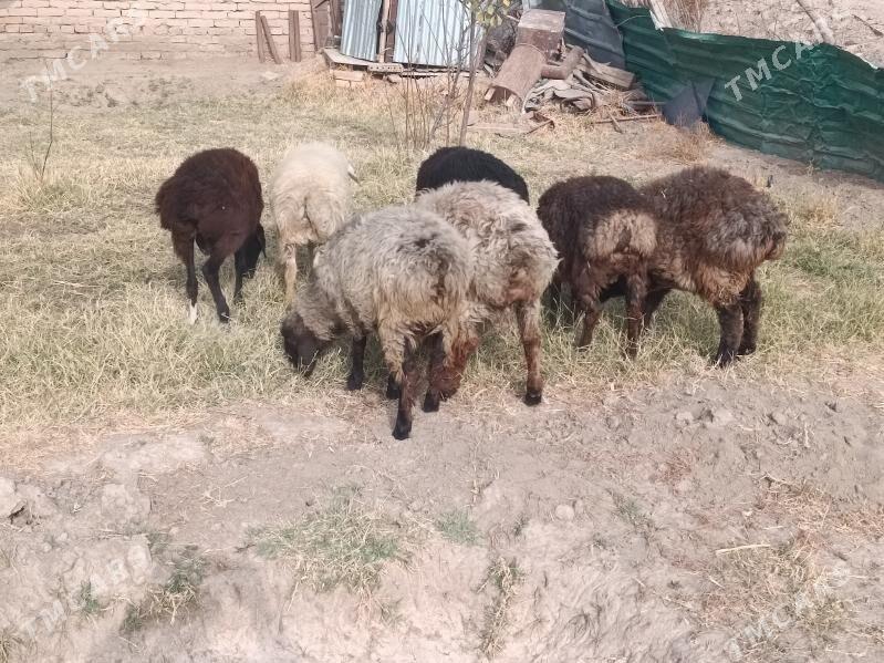 koclar  - Farap - img 2