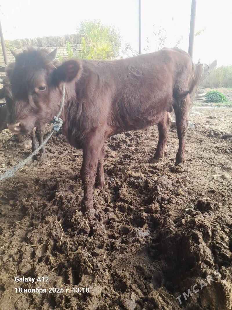 окуз - Чарджоу - img 2