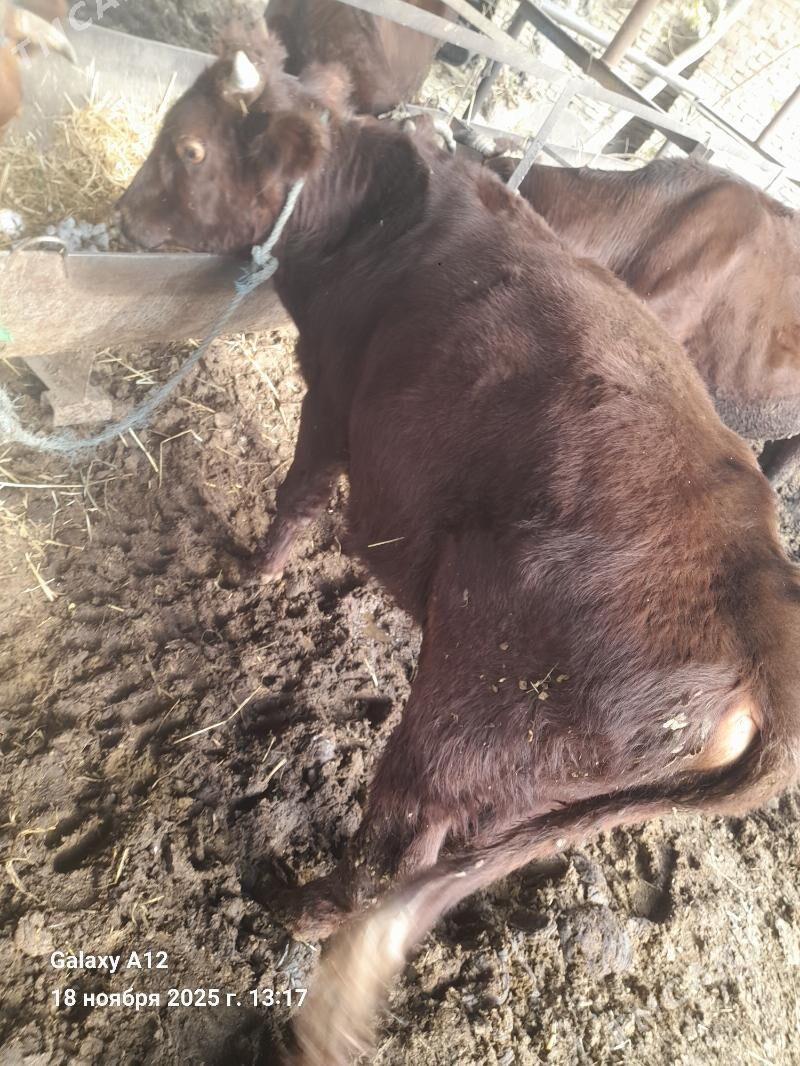 окуз - Чарджоу - img 3