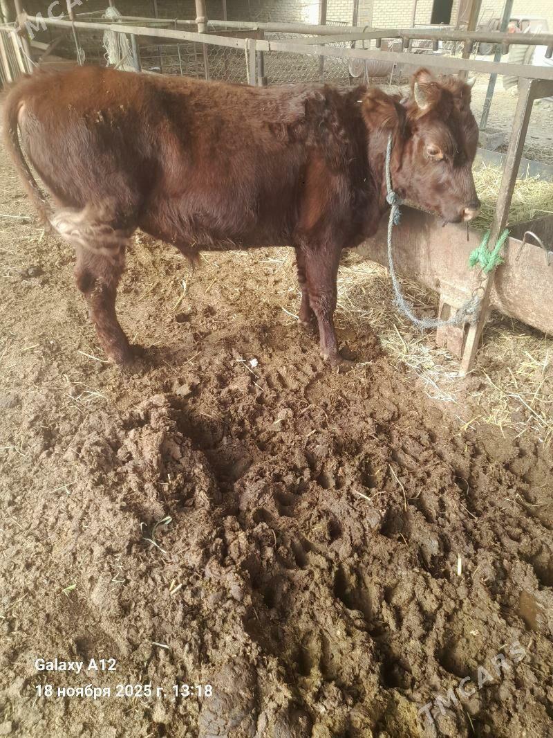 окуз - Чарджоу - img 5