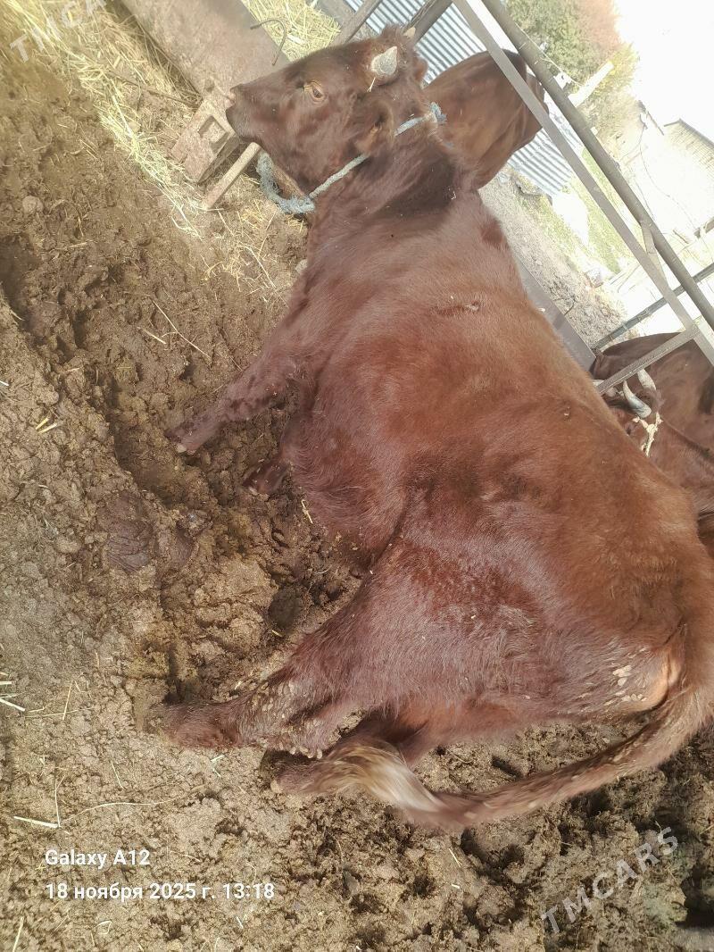 окуз - Чарджоу - img 4