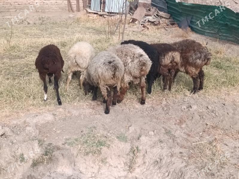 koclar  - Farap - img 3