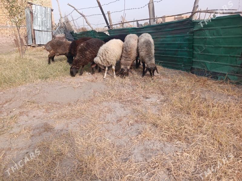 koclar  - Farap - img 4