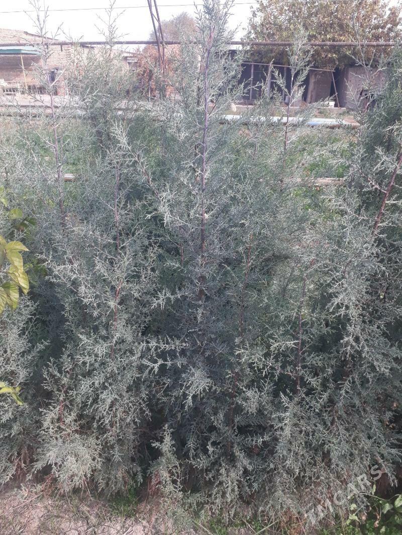 Кипарис - Çärjew - img 3