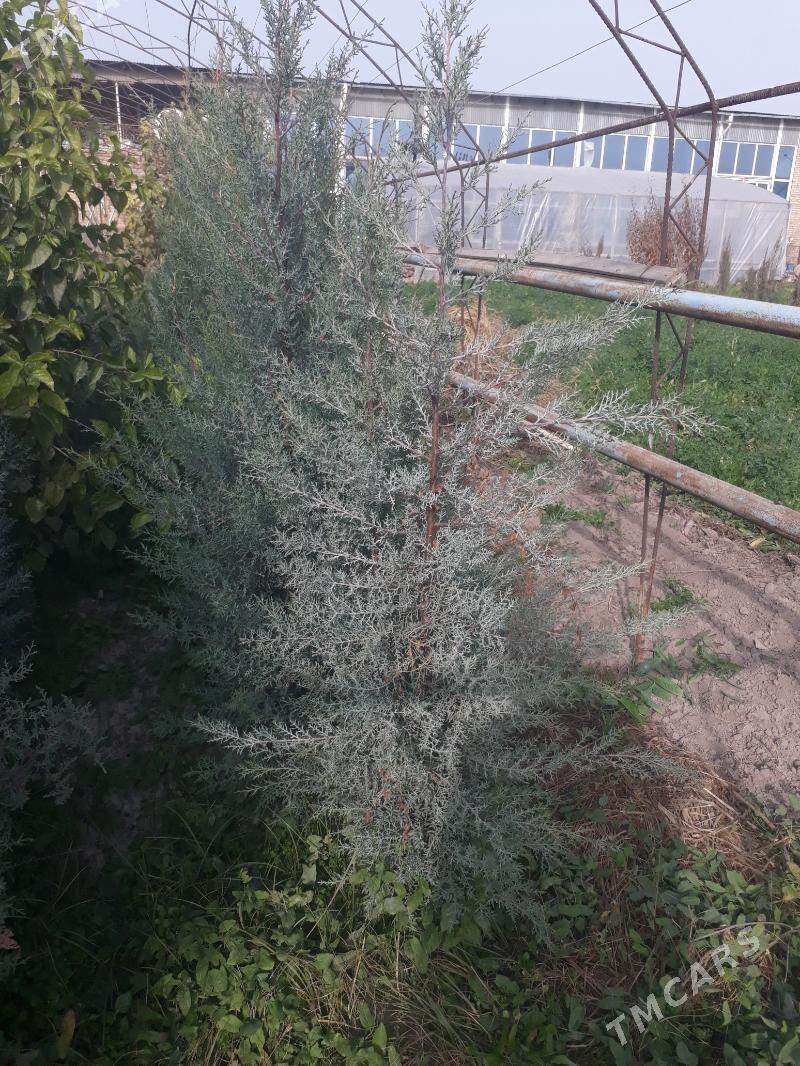 Кипарис - Çärjew - img 2