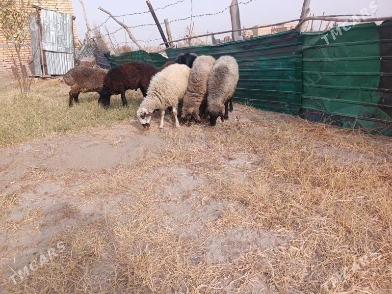 koclar  - Farap - img 5