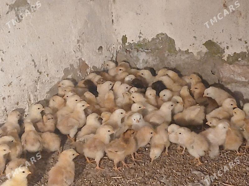 Jüýje - Baýramaly - img 3