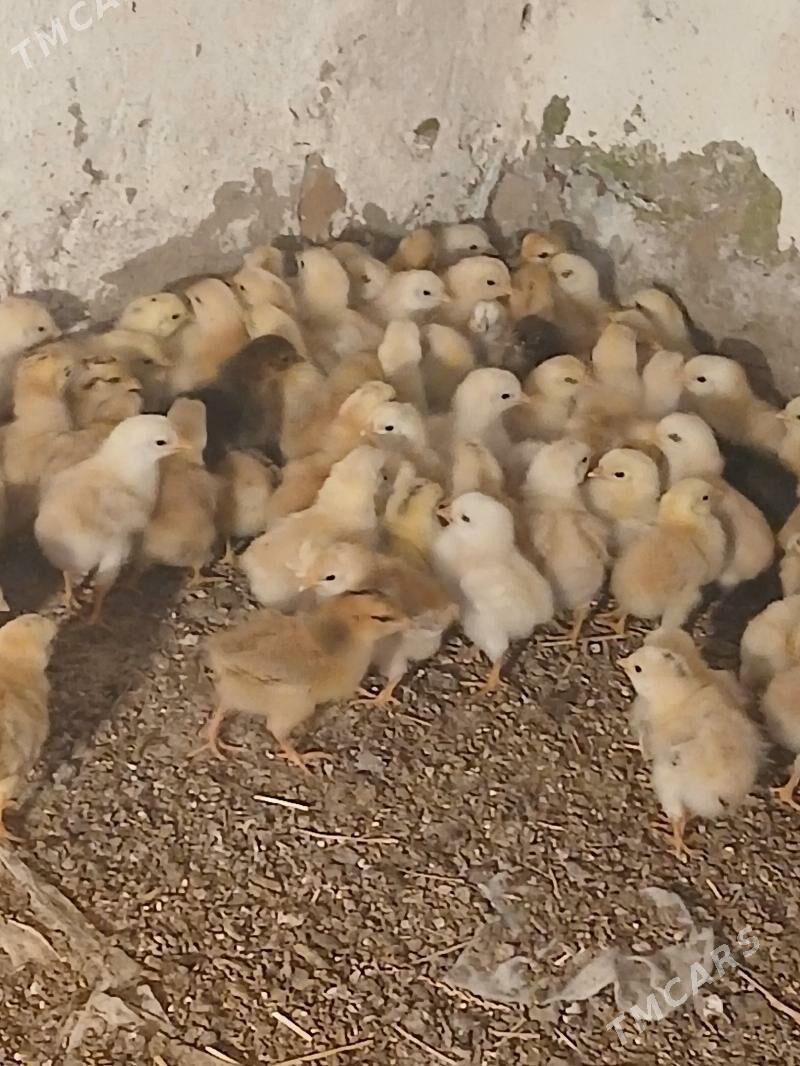 Jüýje - Baýramaly - img 2