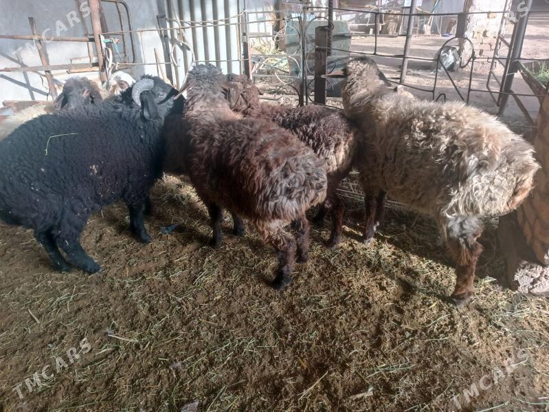 koclar  - Farap - img 7