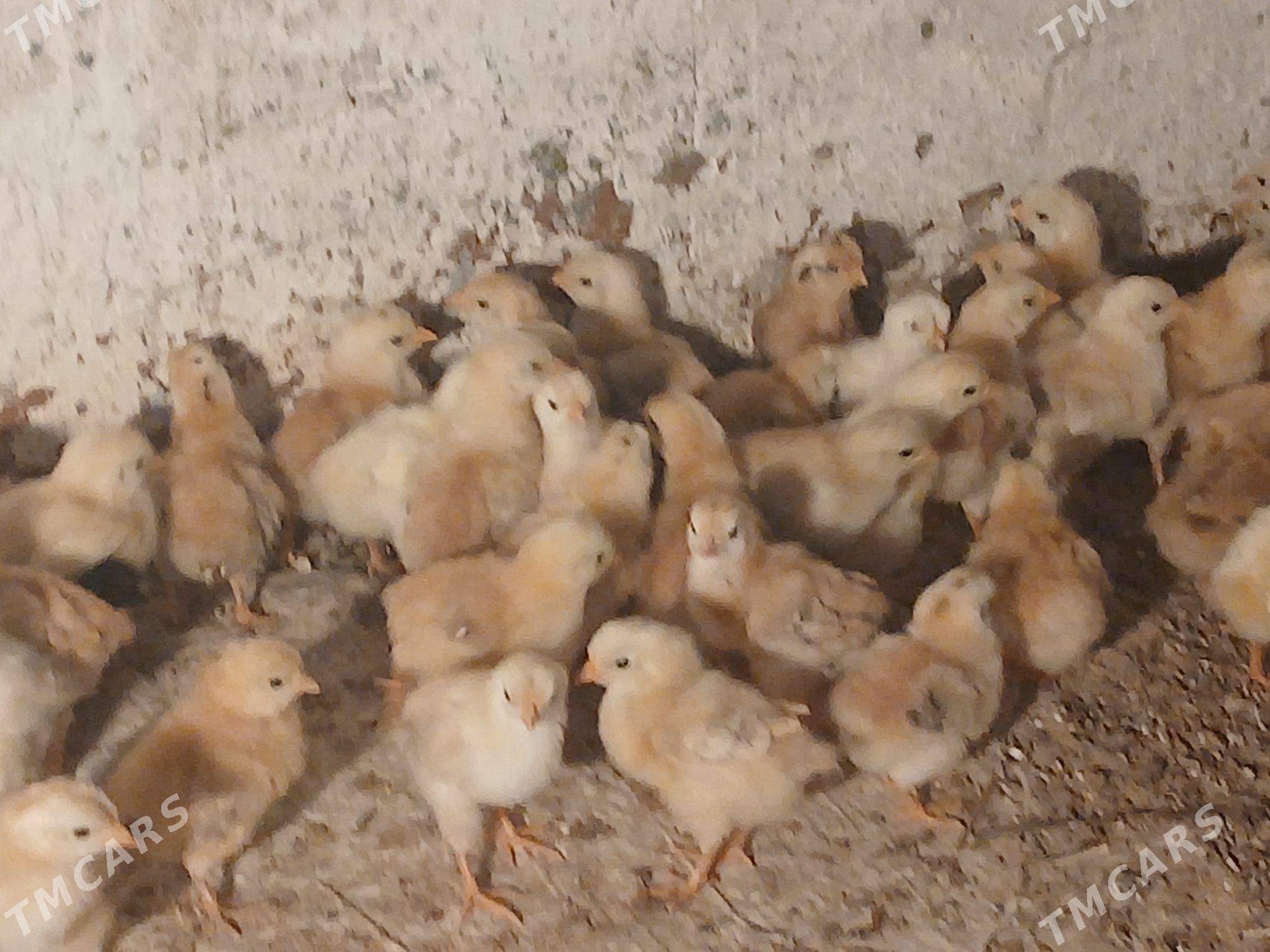 Jüýje - Baýramaly - img 5