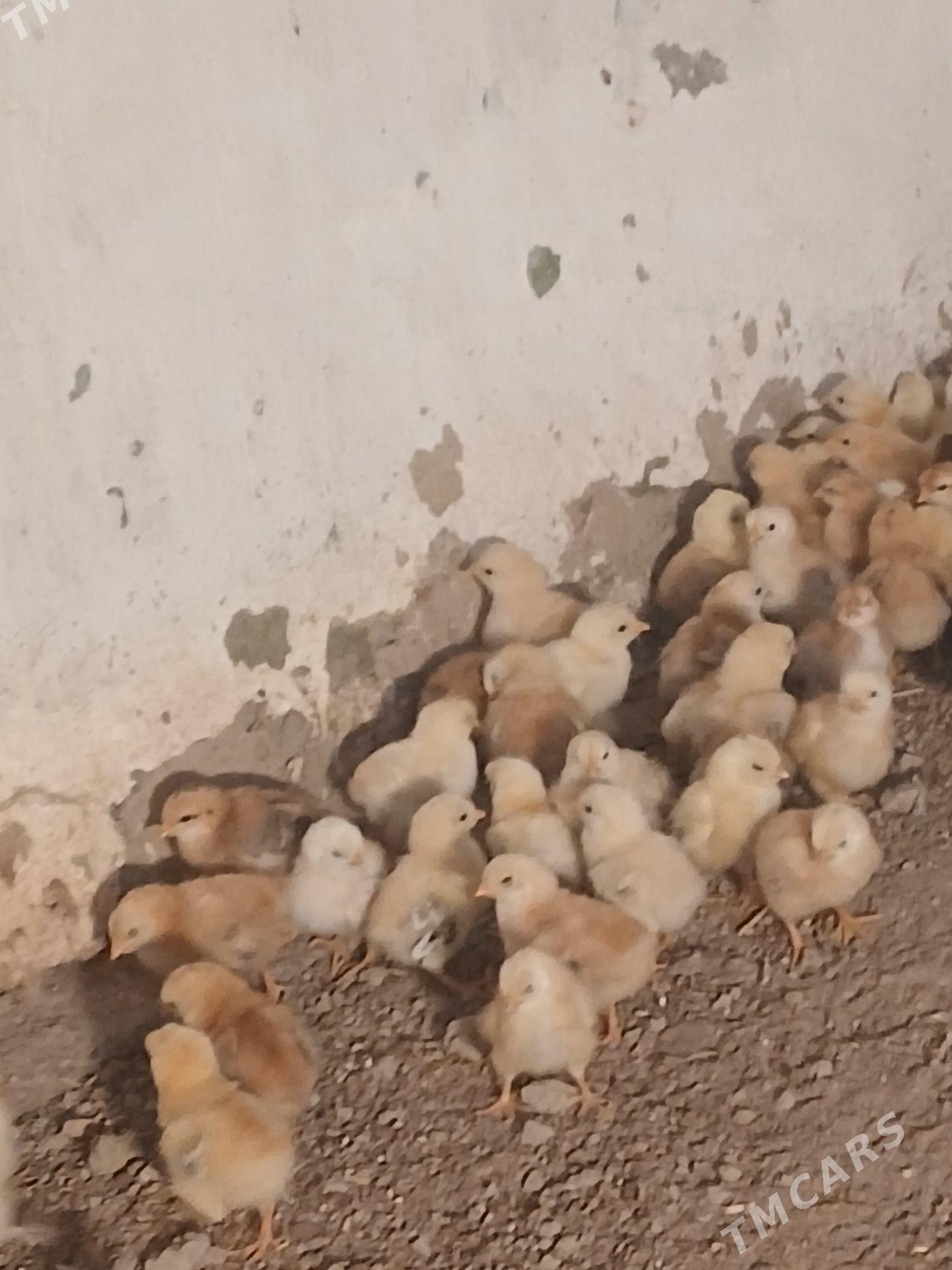 Jüýje - Baýramaly - img 4