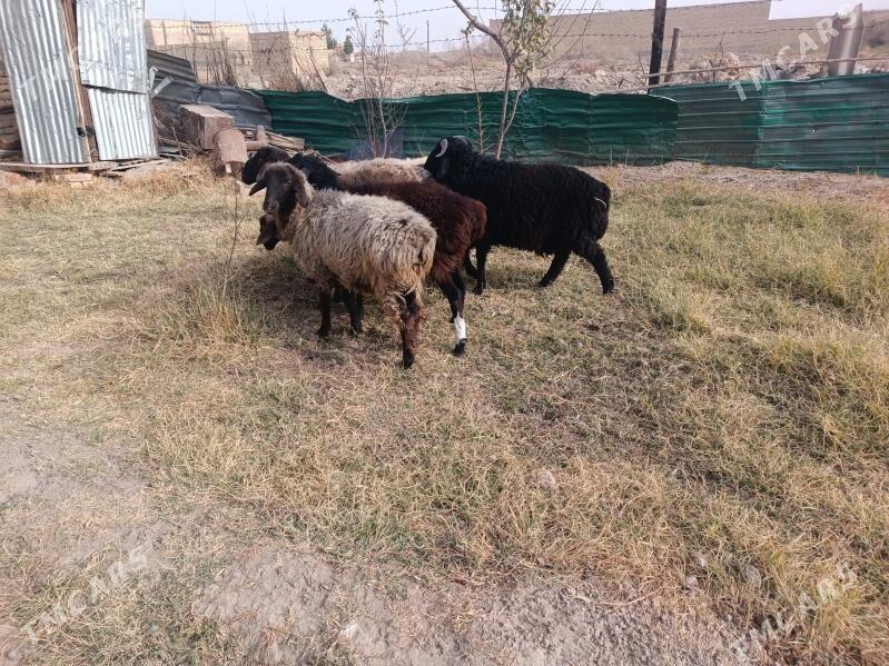 koclar  - Farap - img 8