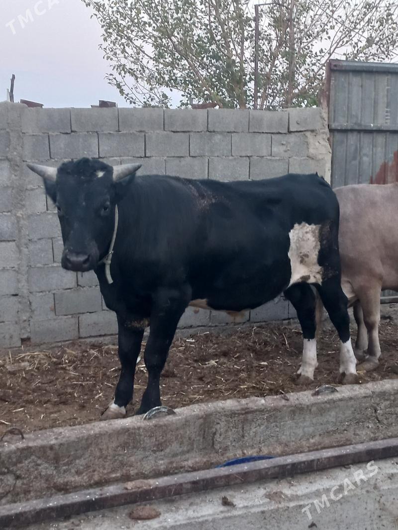 okuz - Bäherden - img 1