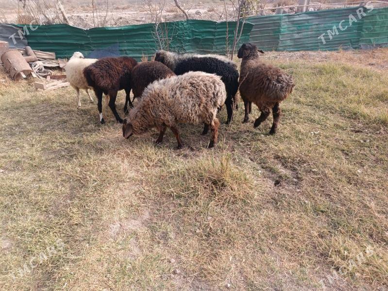 koclar  - Farap - img 9