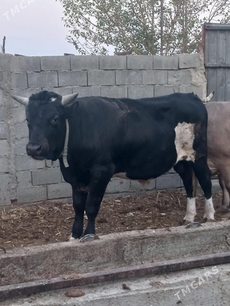 okuz - Bäherden - img 2