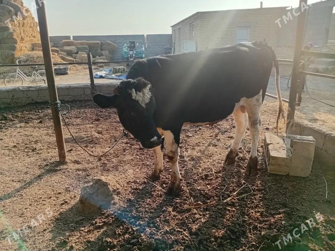 öküz - Гёкдепе - img 3