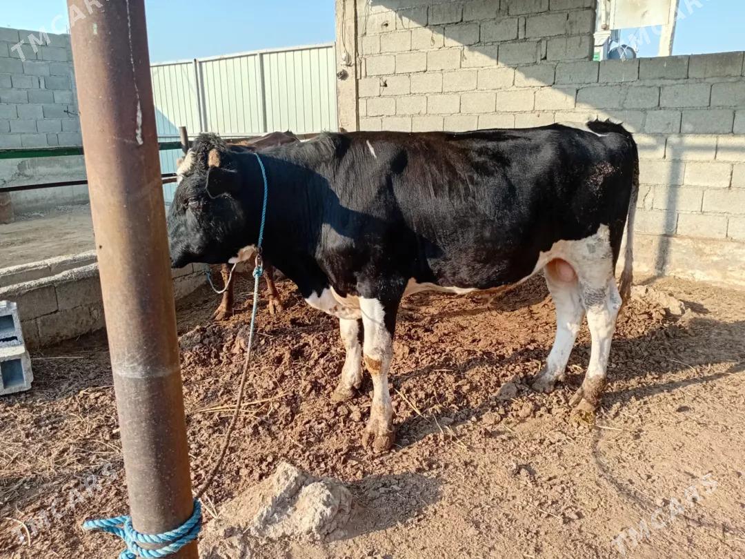 öküz - Гёкдепе - img 1