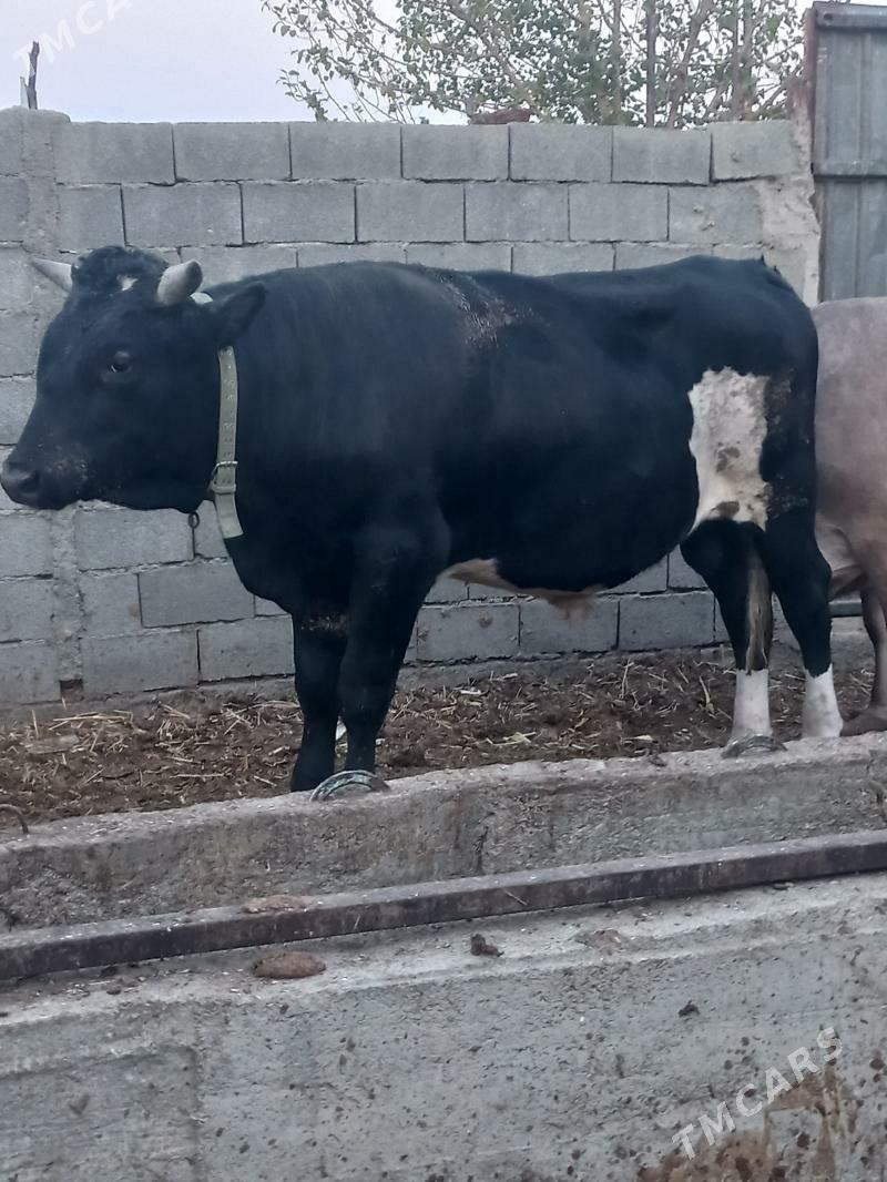 okuz - Bäherden - img 3