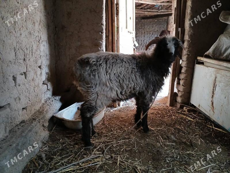 sakar guzy - Daşoguz - img 2