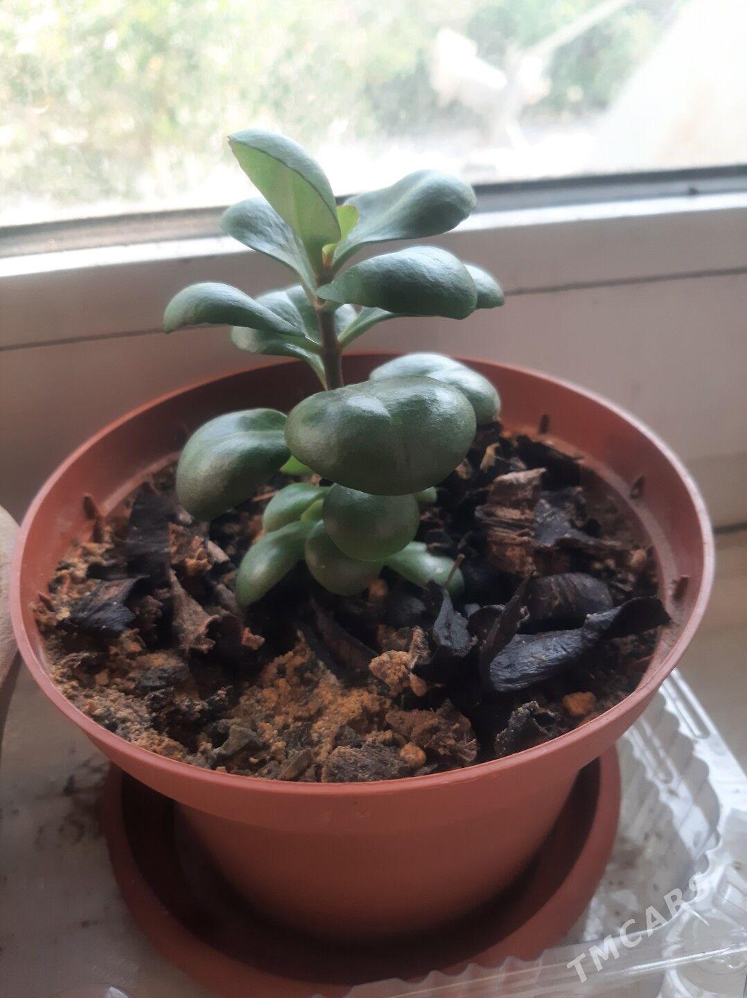 Komnat gülleri - Türkmenbaşy - img 1