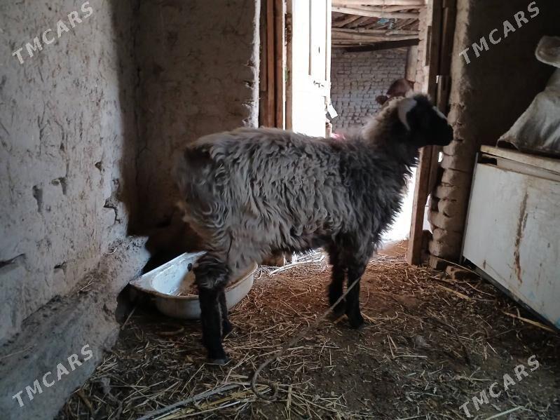 sakar guzy - Daşoguz - img 3