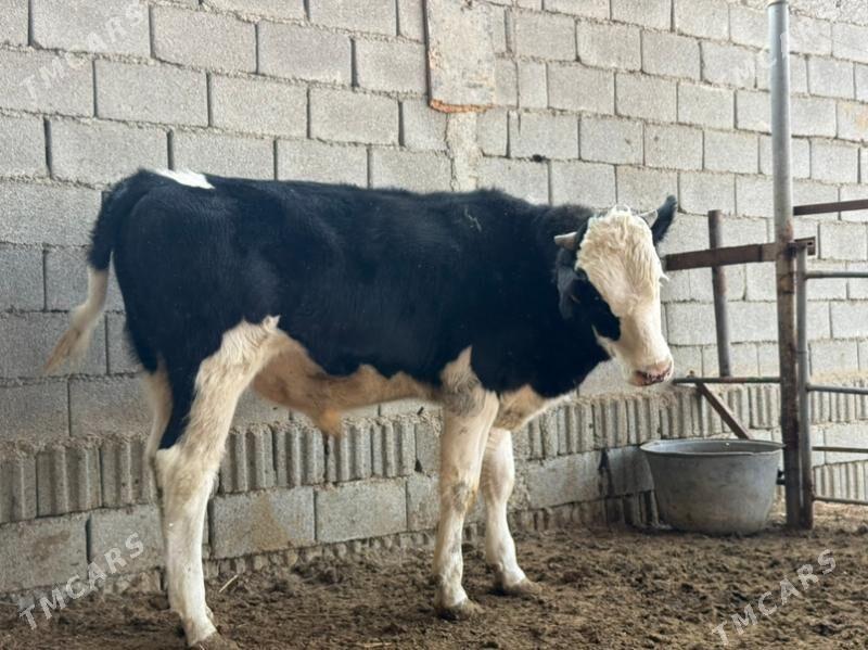 Garala ökuz - Gökdepe - img 2