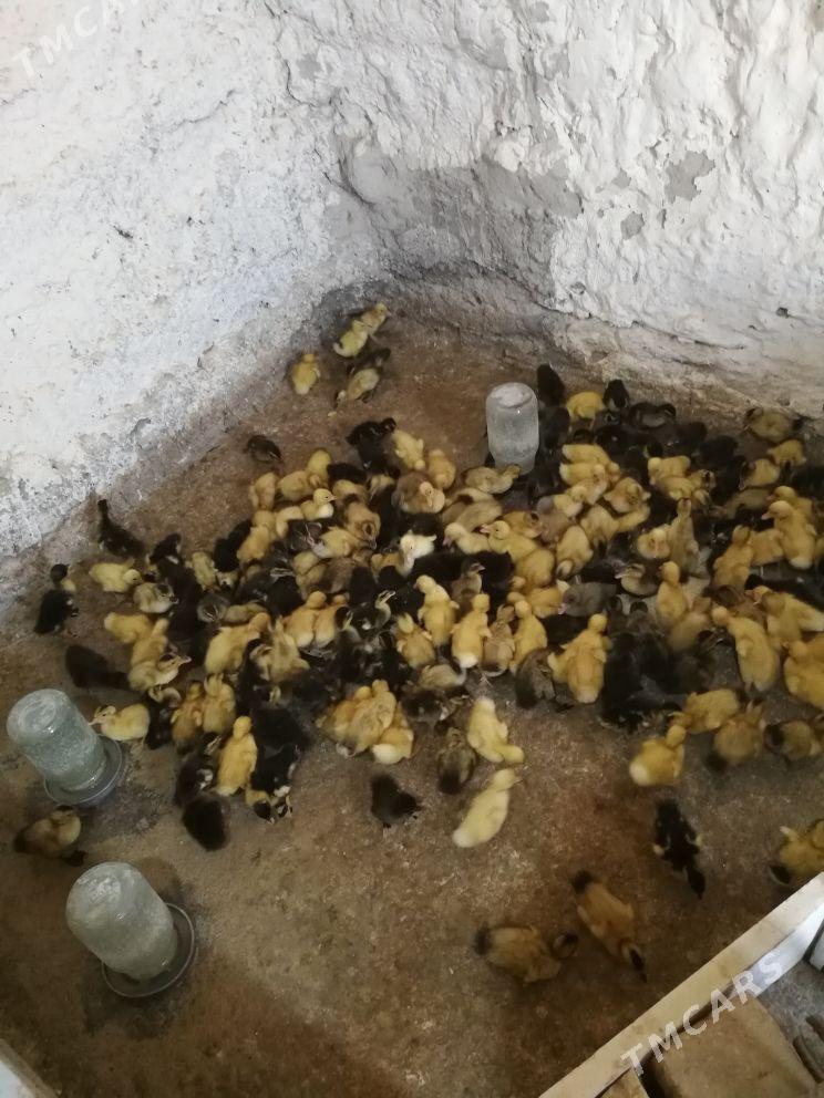 ordek gak gak - Берекет - img 2