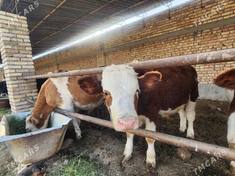 симентал.окузлер. - Kaka - img 2