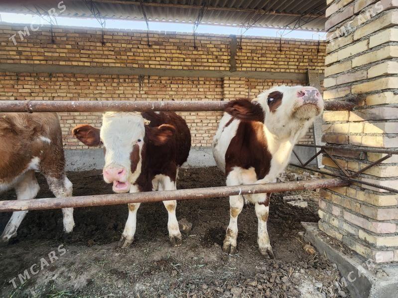 симентал.окузлер. - Kaka - img 1