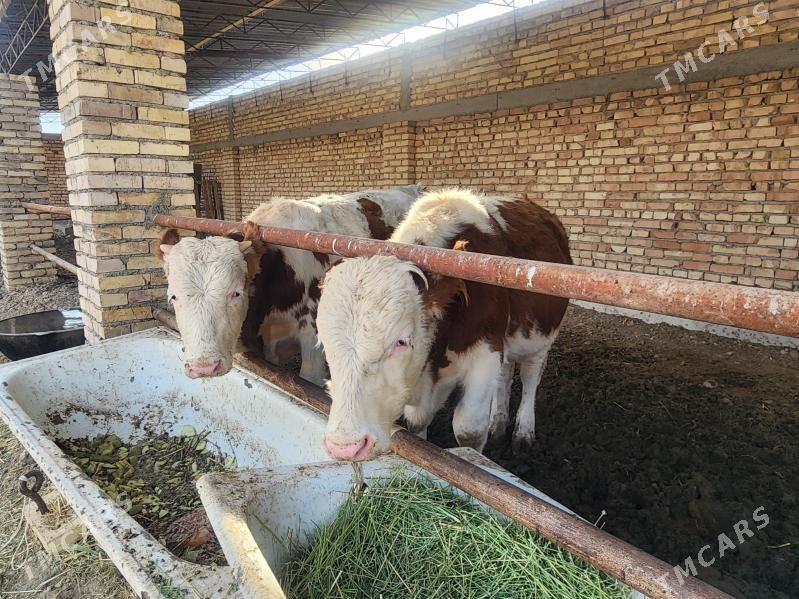 симентал.окузлер. - Kaka - img 3