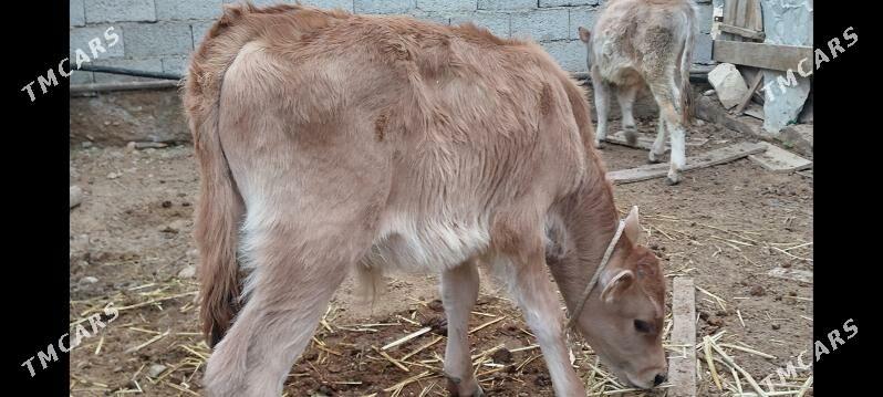 okuzçe - Балканабат - img 2