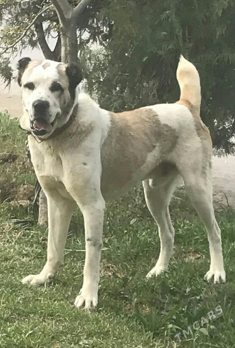 Tohum Türikmen itleri Alabaýla - Ашхабад - img 2