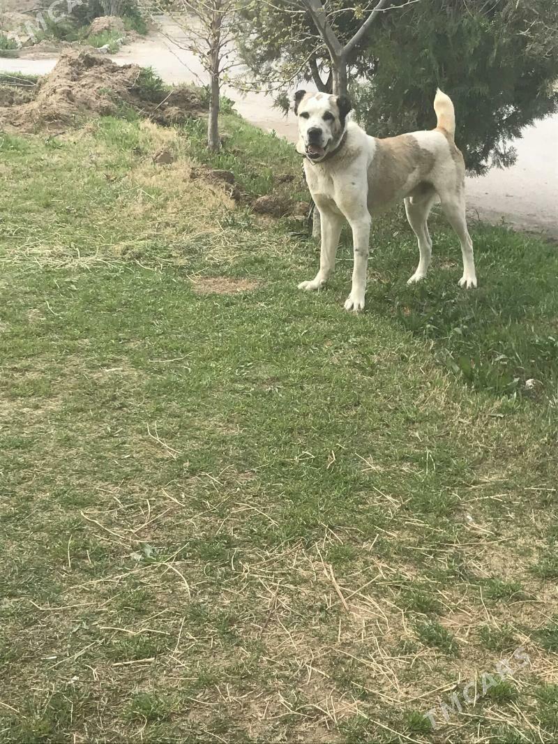 Tohum Türikmen itleri Alabaýla - Ашхабад - img 4