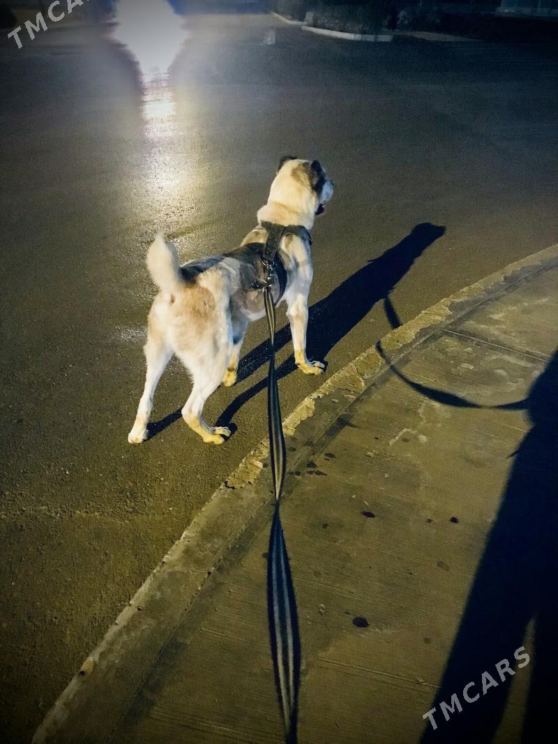 Tohum Türikmen itleri Alabaýla - Ашхабад - img 3