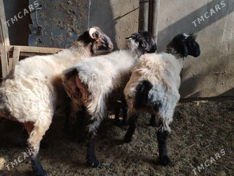 Issek goyun - Aşgabat - img 2