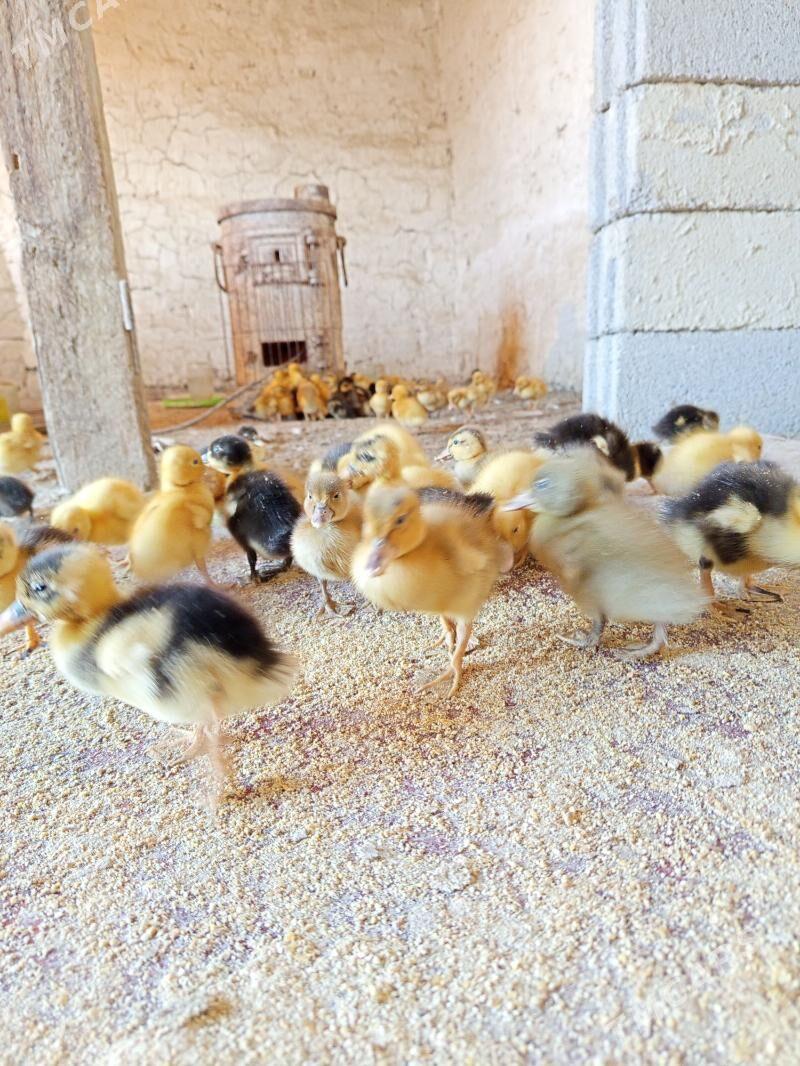 gak gak ördek - Bereket - img 1