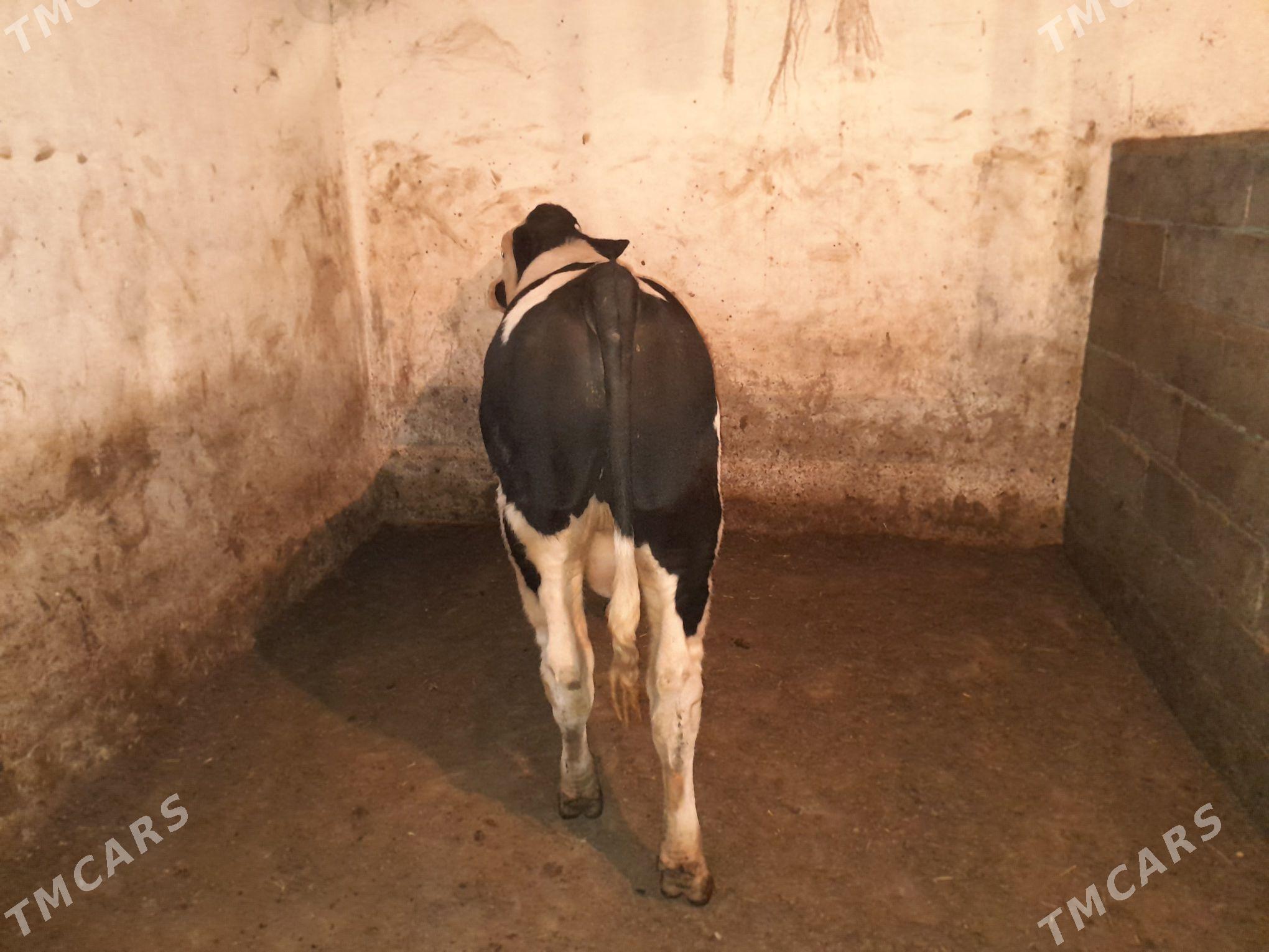 okuz - Bagyr - img 6