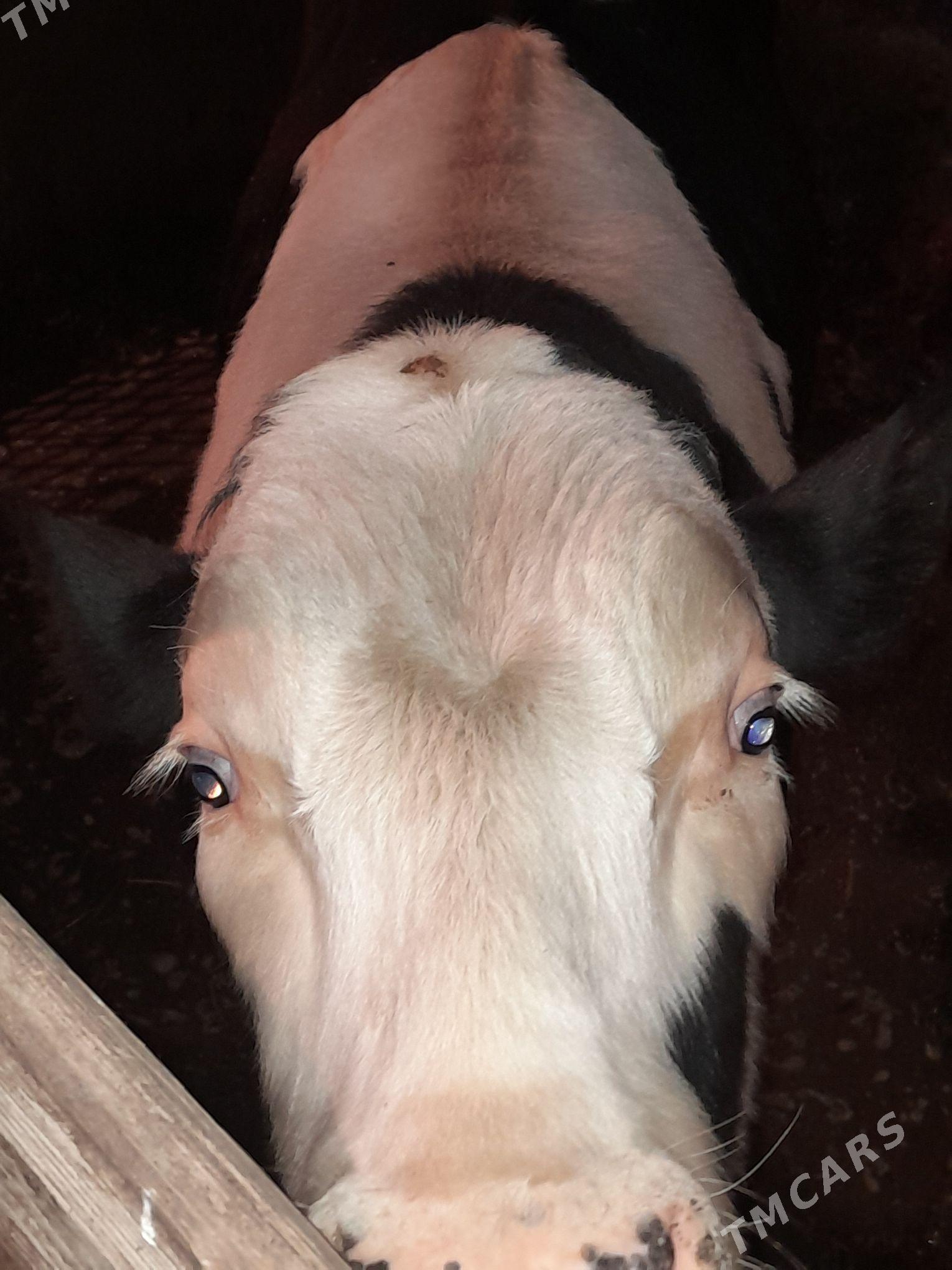 okuz - Bagyr - img 11