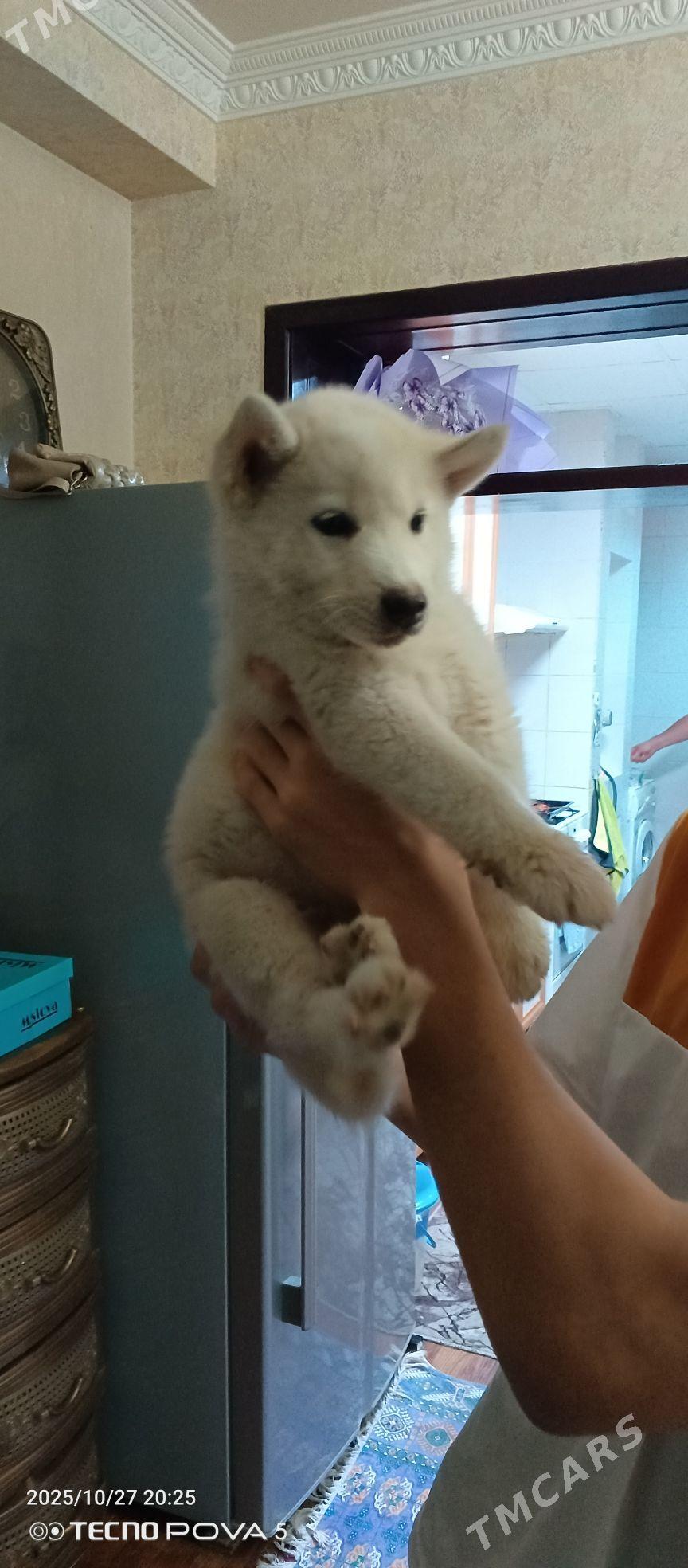 haski - Aşgabat - img 2