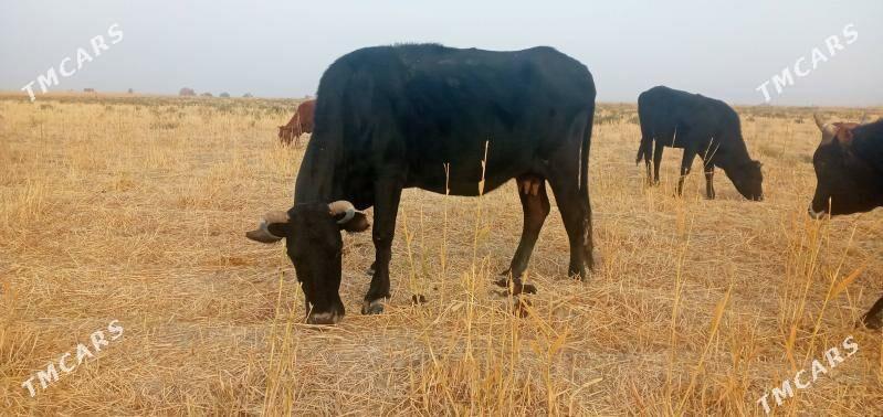 bogaz sygyr - Bereket - img 3