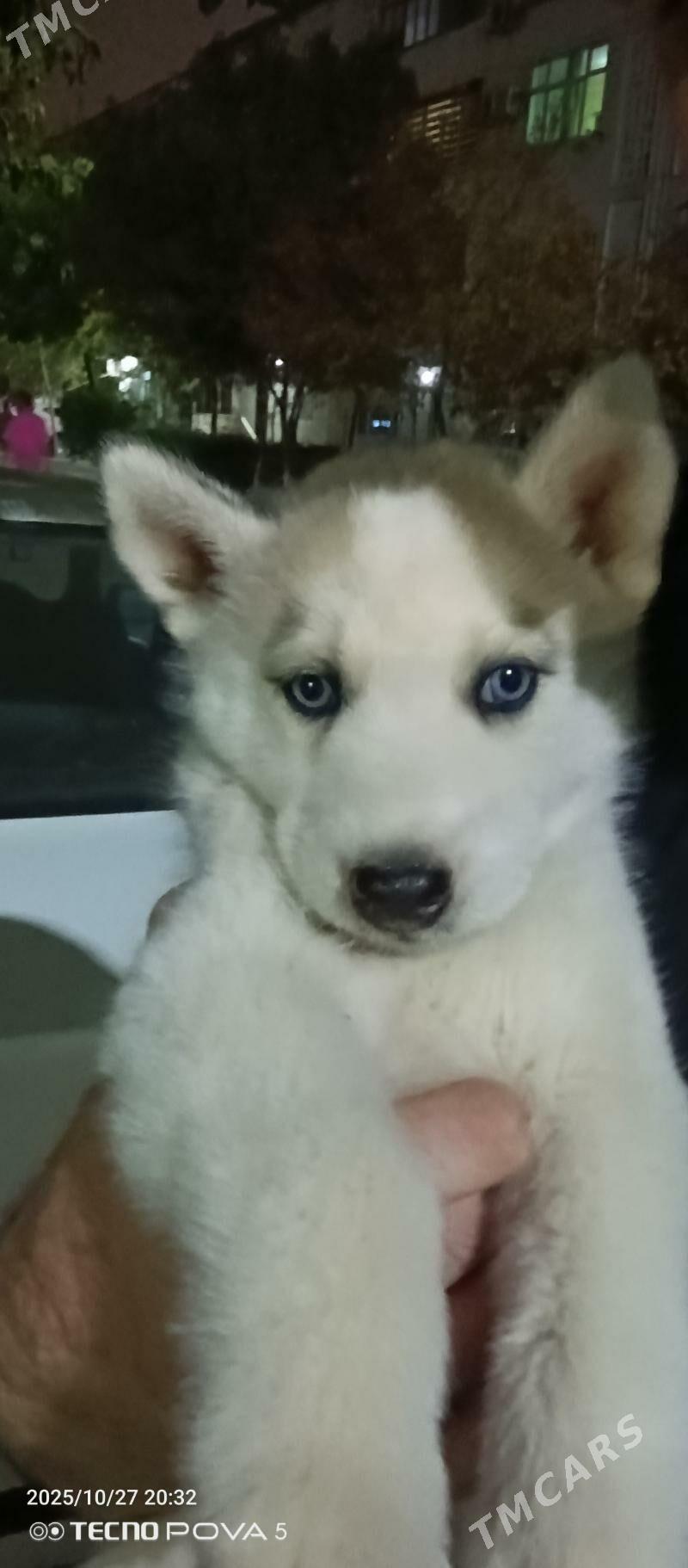 haski - Aşgabat - img 1