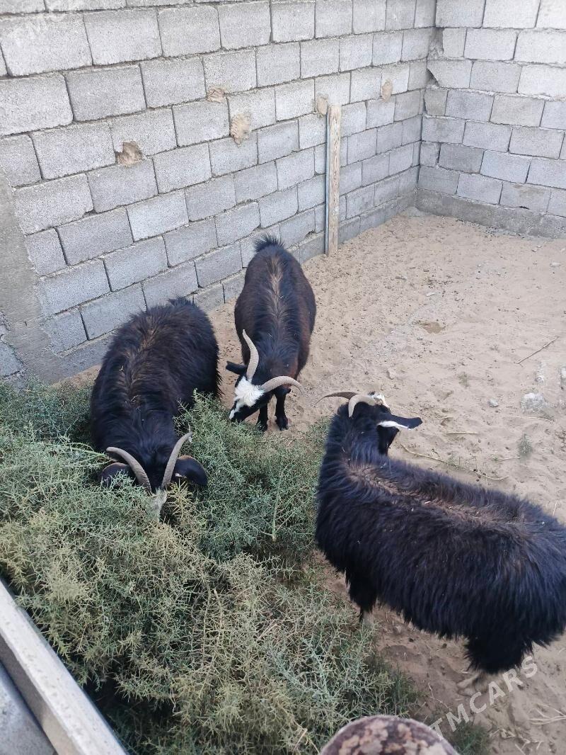 geci - Ашхабад - img 2