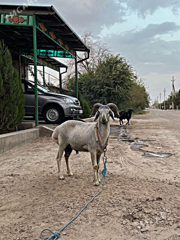 ширазы гоч - Şabat etr. - img 1